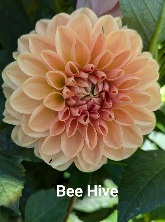 Bee Hive dahlia tuber