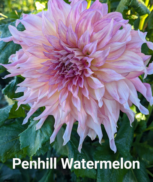 Penhill Watermelon dahlia tuber