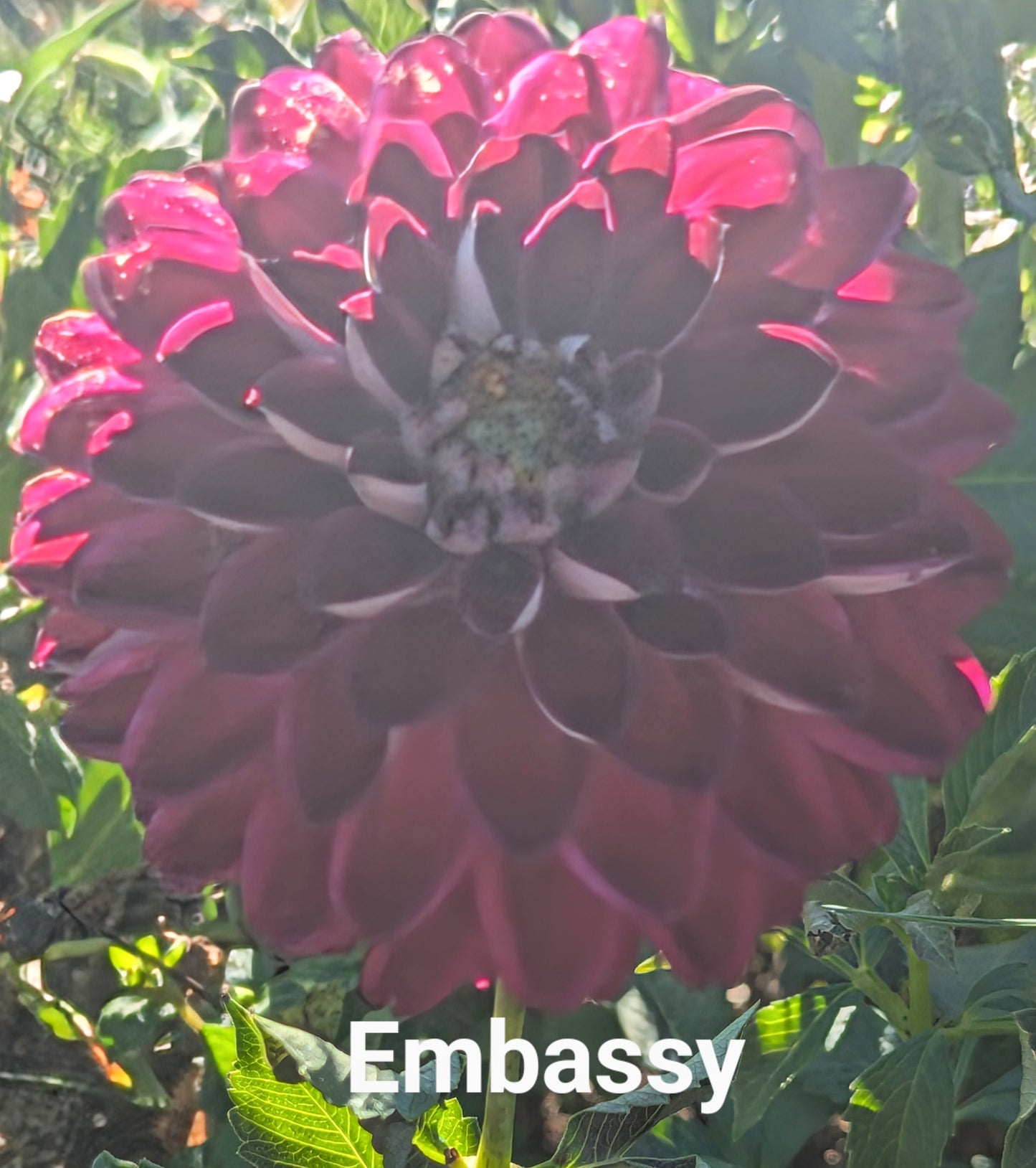 Embassy dahlia tuber