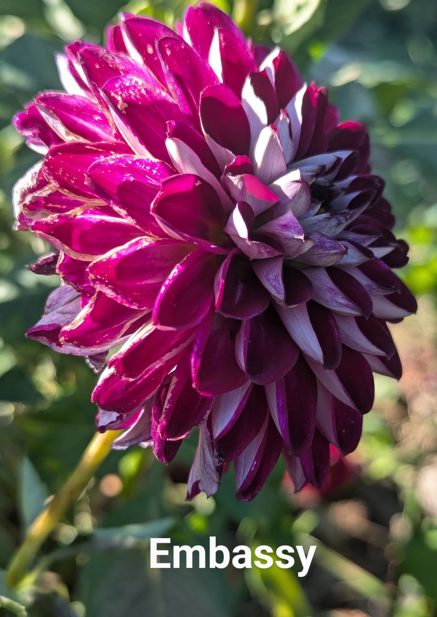 Embassy dahlia tuber