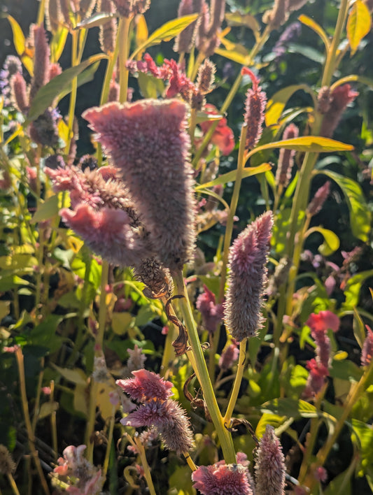 Celosia Medley flower seeds