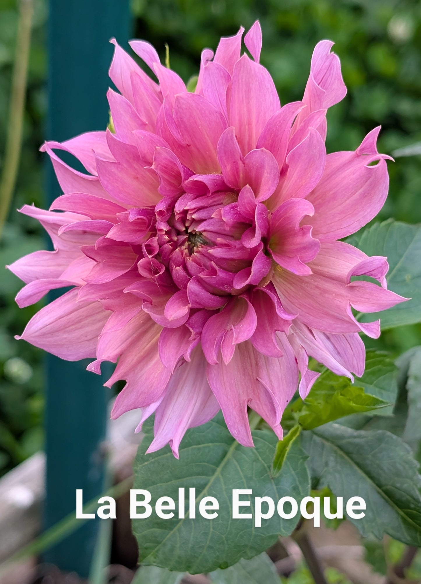 La Belle Epoque dahlia tuber