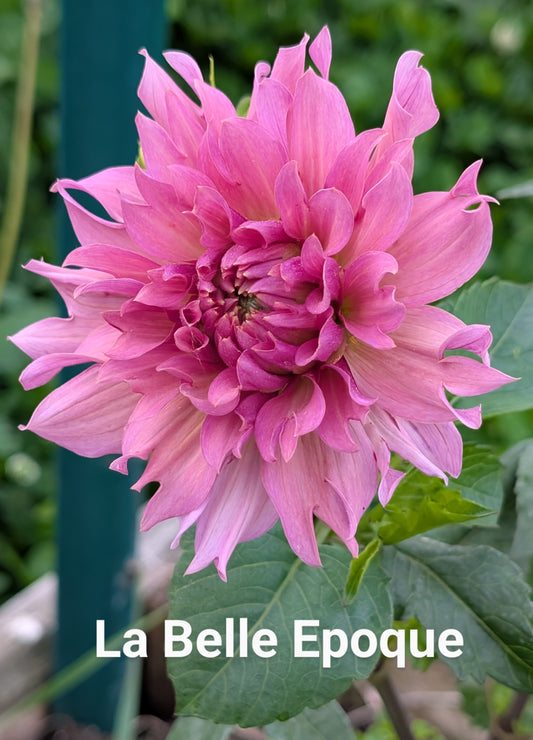 La Belle Epoque dahlia tuber