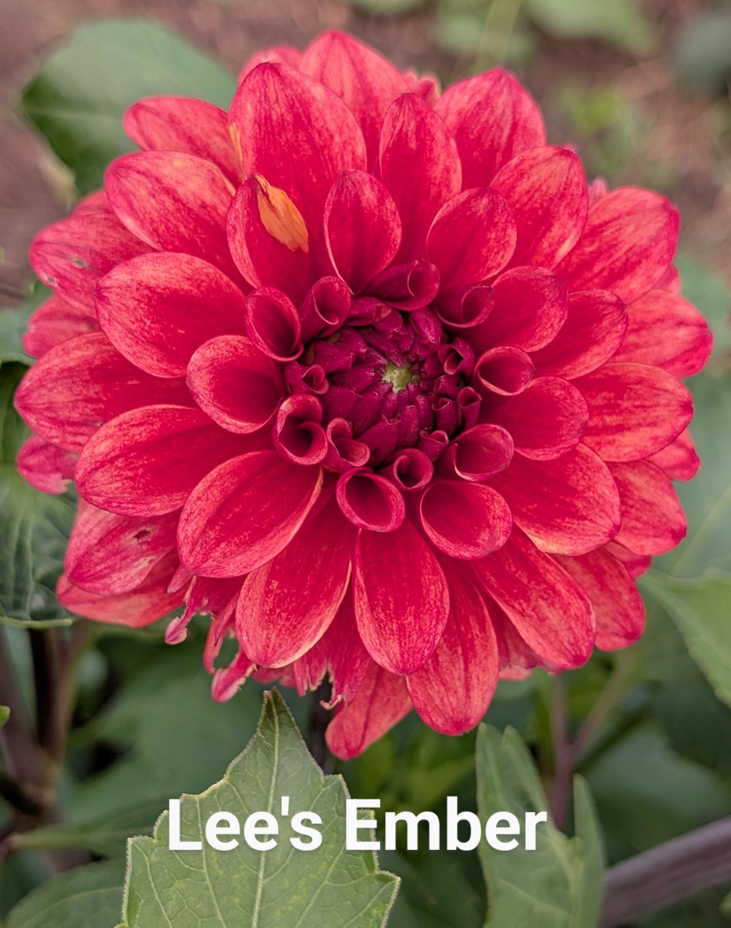 Lee's Ember