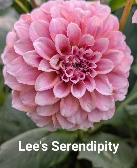 Lee's Serendipity dahlia tuber