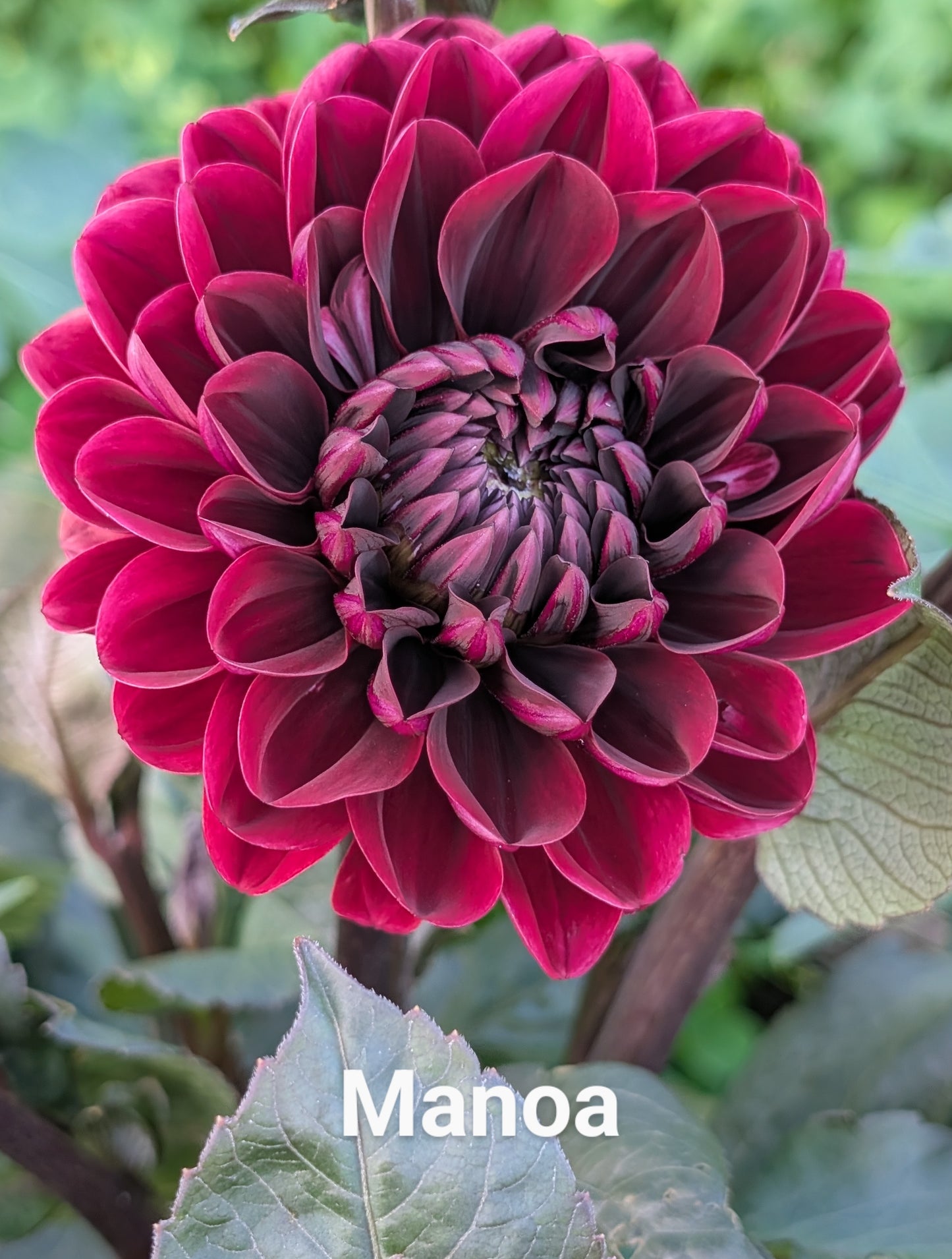 Manoa dahlia tuber