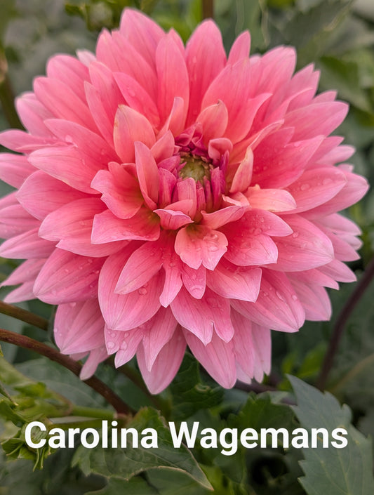 Carolina Wagemans dahlia tuber