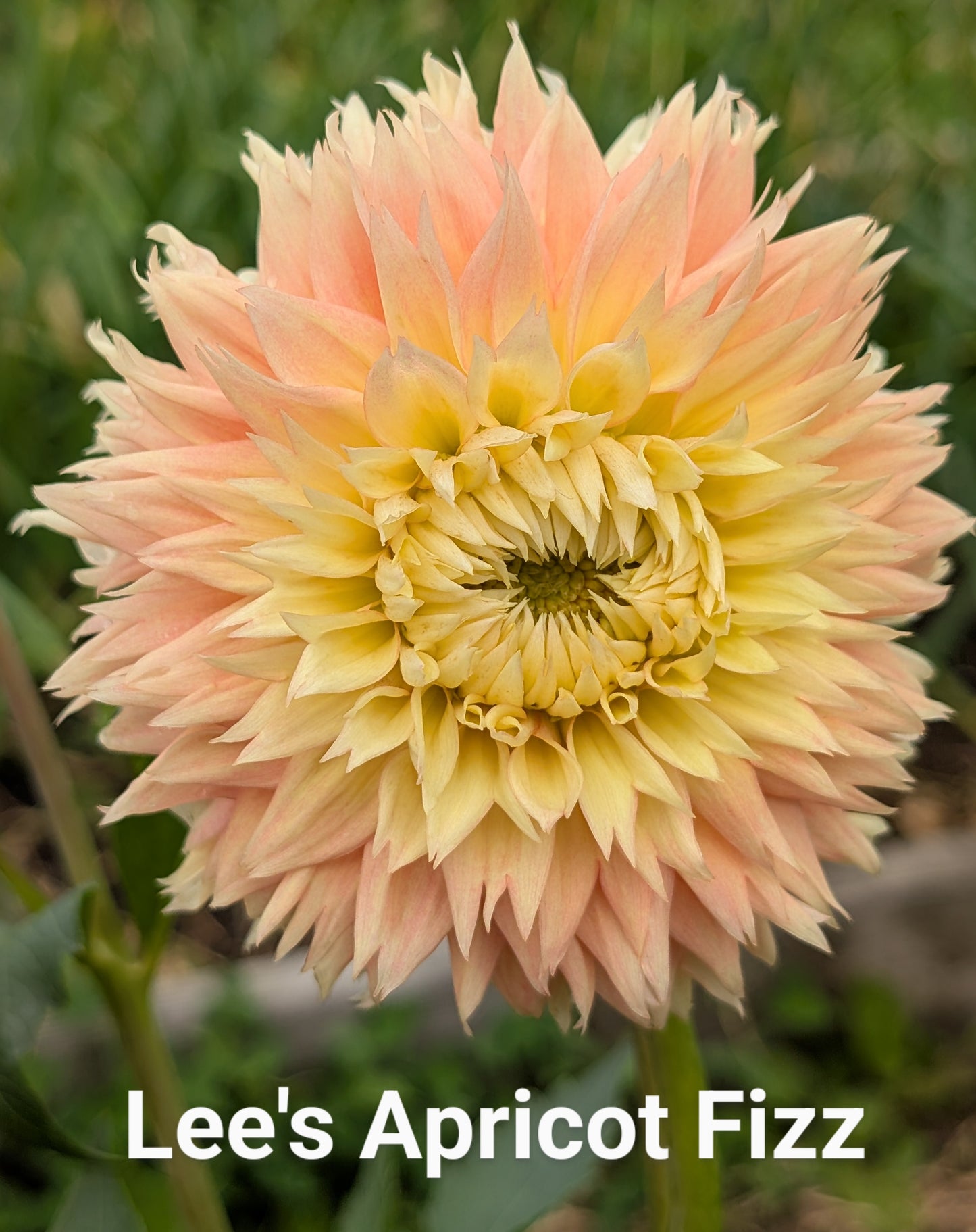 Lee's Apricot Fizz