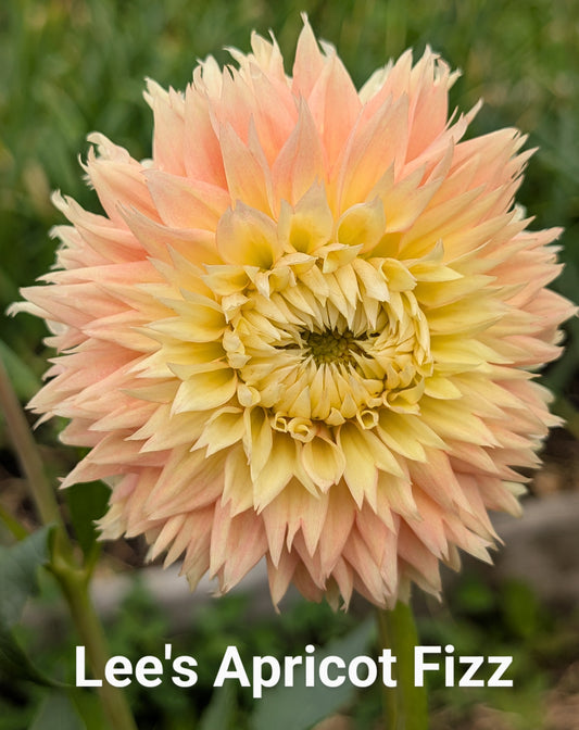 Lee's Apricot Fizz
