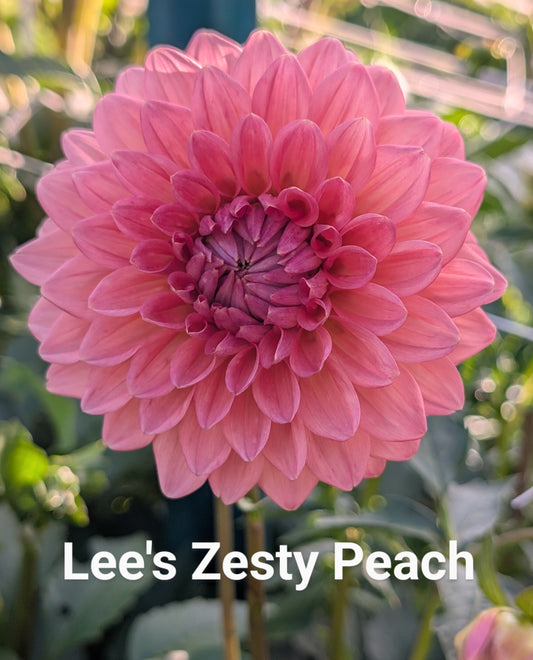 Lee's Zesty Peach dahlia tuber