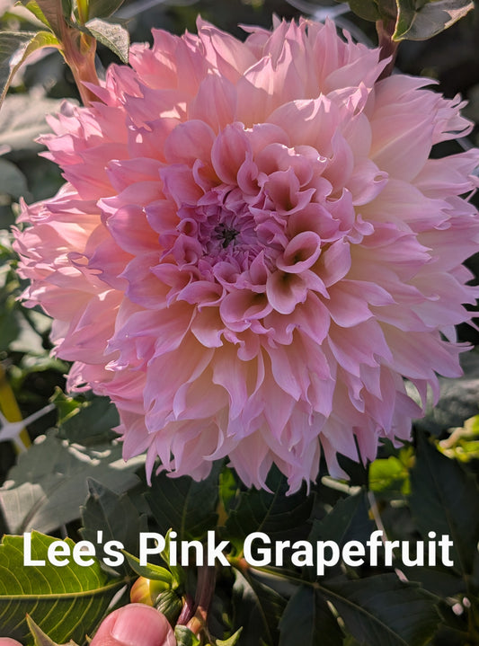 Lee's Pink Grapefruit dahlia tuber