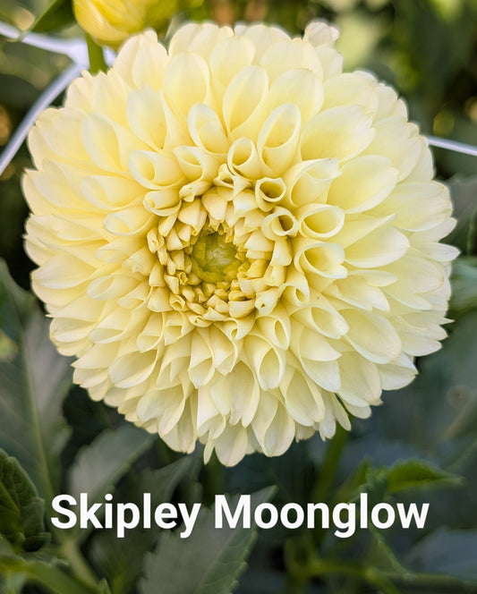Skipley Moonglow dahlia tuber