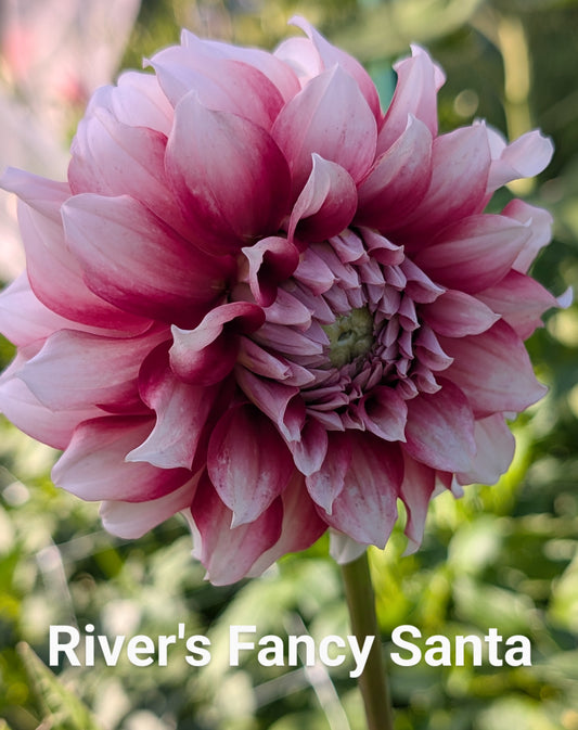 River's Fancy Santa dahlia tuber