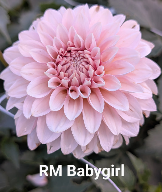 RM Baby Girl dahlia tuber