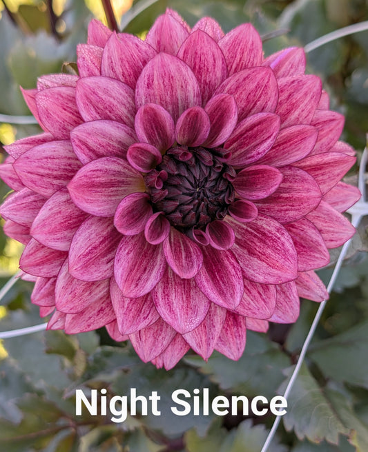 Night Silence dahlia tuber