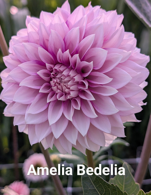 Amelia Bedelia dahlia tuber