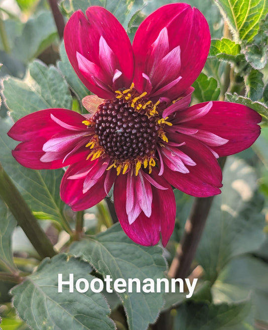 Hootenanny dahlia tuber