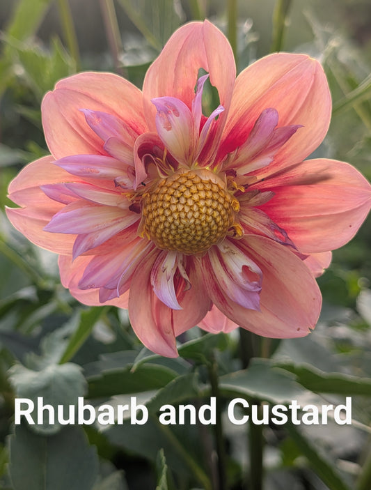 Rhubarb & Custard dahlia tuber