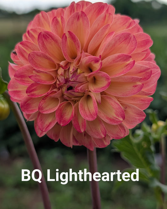 Bloomquist Lighthearted dahlia tuber
