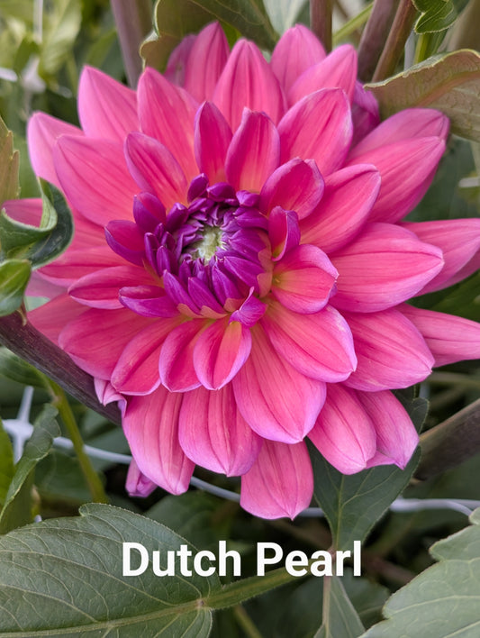Dutch Pearl dahlia tuber