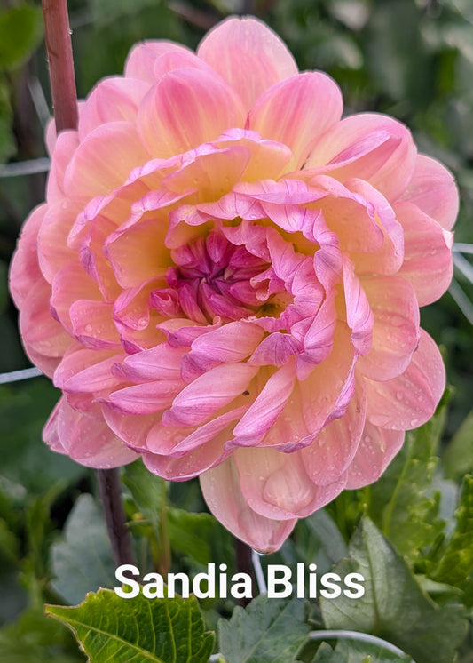 Sandia Bliss dahlia tuber
