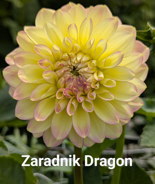Zahradnik Dragon dahlia tuber