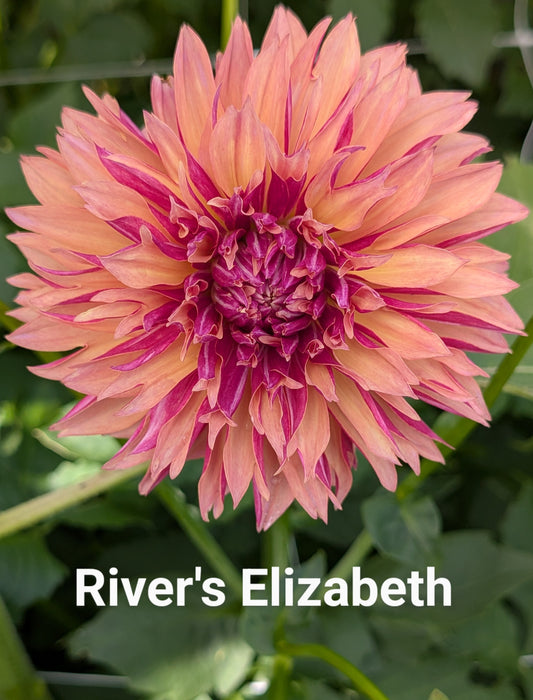 River's Elizabeth dahlia tuber