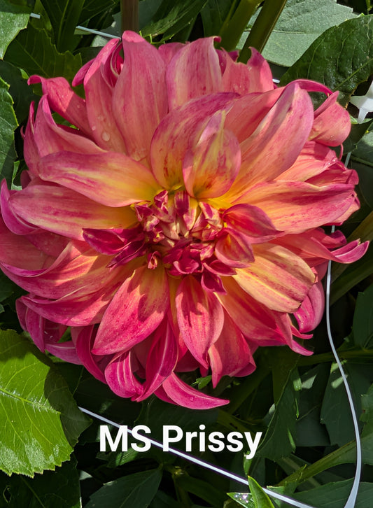 Ms Prissy dahlia tuber