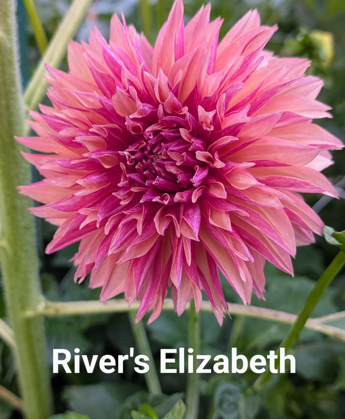 River's Elizabeth dahlia tuber