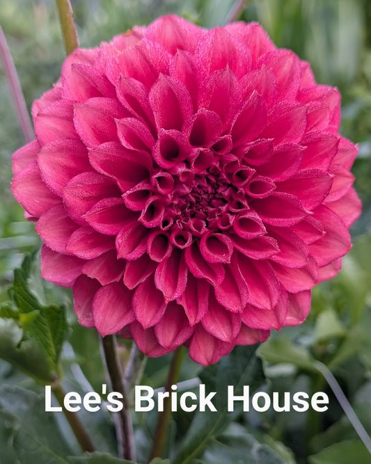 Lee's Brick House dahlia tuber