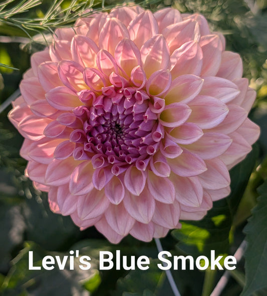 Levi's Blue Smoke dahlia tuber