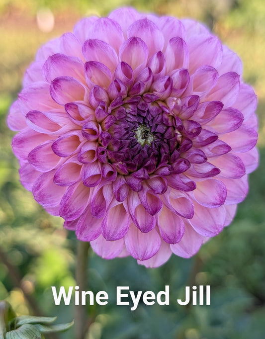 Wine Eyed Jill dahlia tuber