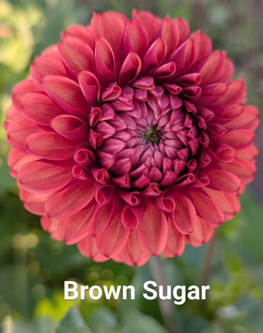 Brown sugar dahlia tuber