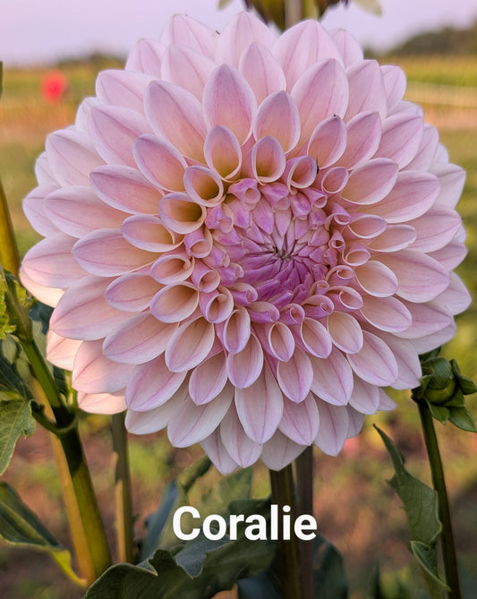 Coralie dahlia tuber