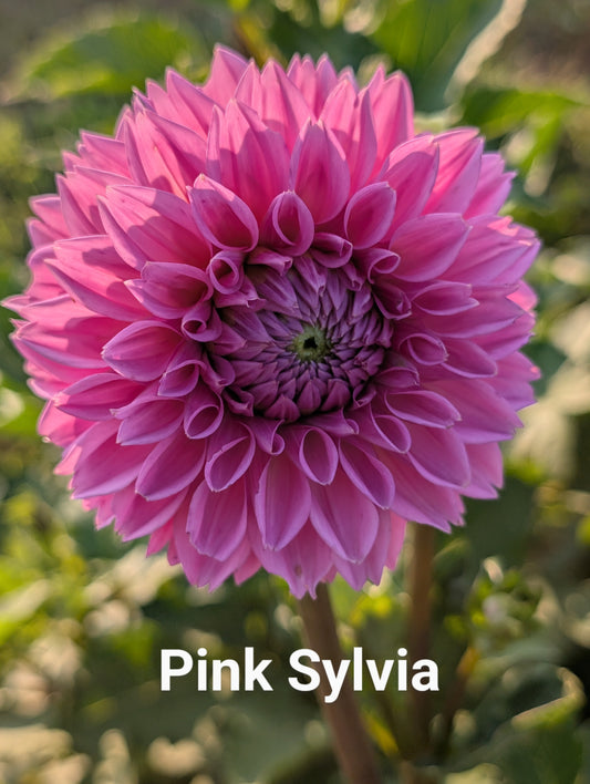 Pink Sylvia dahlia tuber