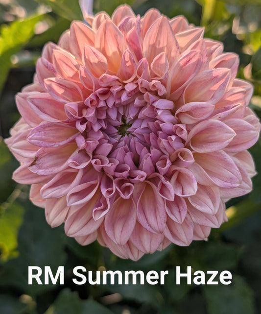 RM Summer Haze dahlia tuber