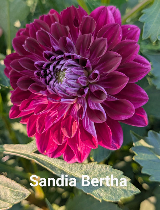 Sandia Bertha dahlia tuber