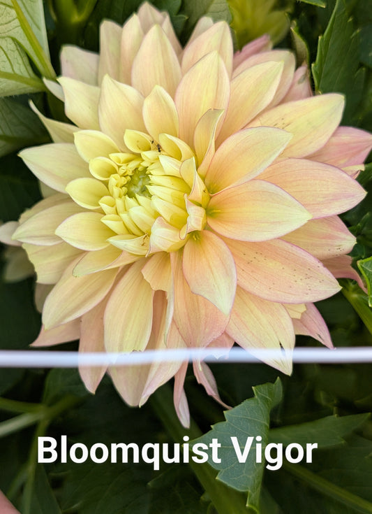 Bloomquist Vigor dahlia tuber
