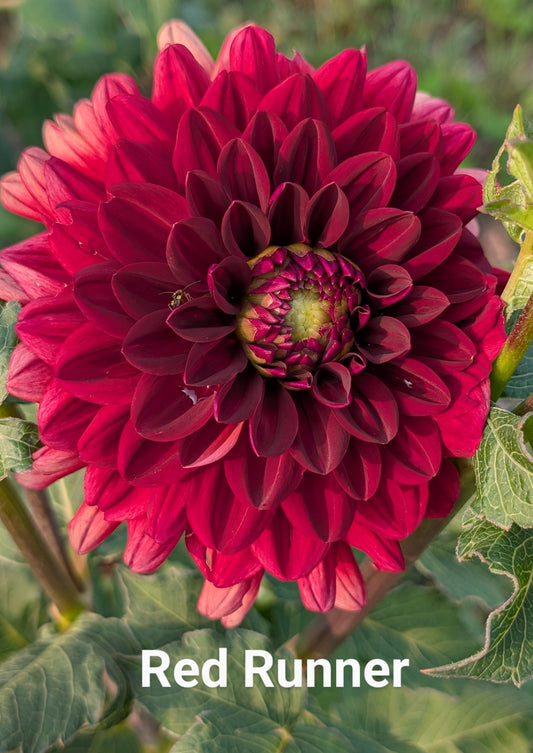 Red Runner dahlia tuber