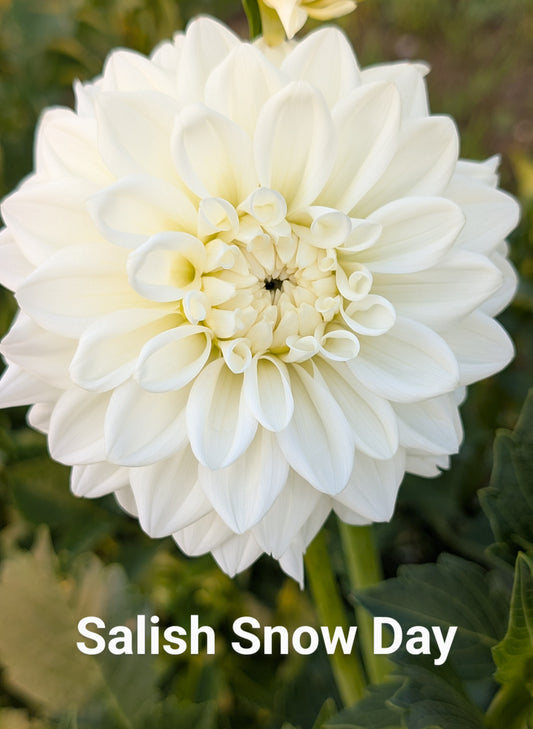 Salish Snow Day dahlia tuber