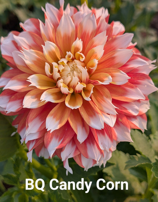 Bloomquist Candy Corn dahlila tuber