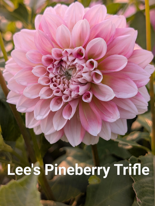 Lee's Pineberry Trifle dahlia tuber
