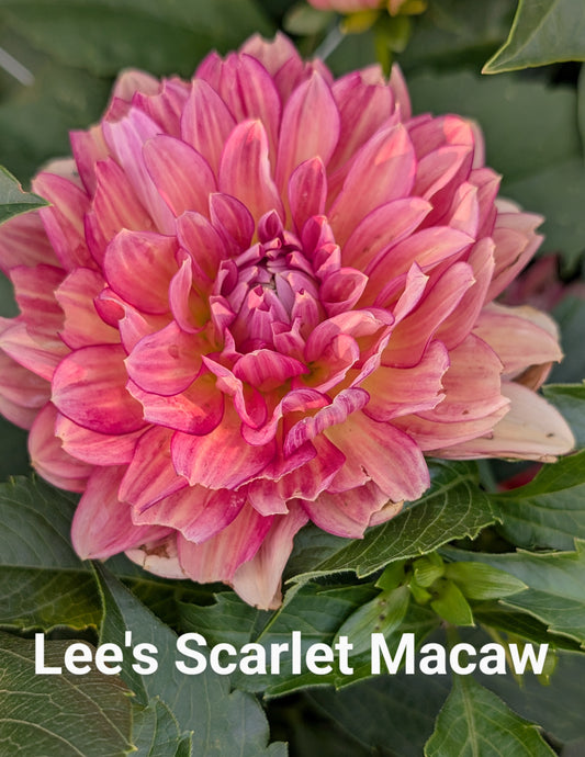 Lee's Scarlet Macaw dahlia tuber