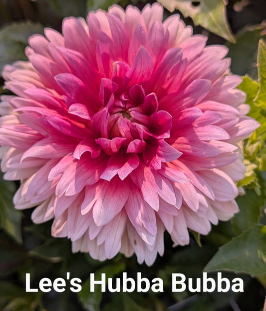 Lee's Hubba Bubba dahlia tuber