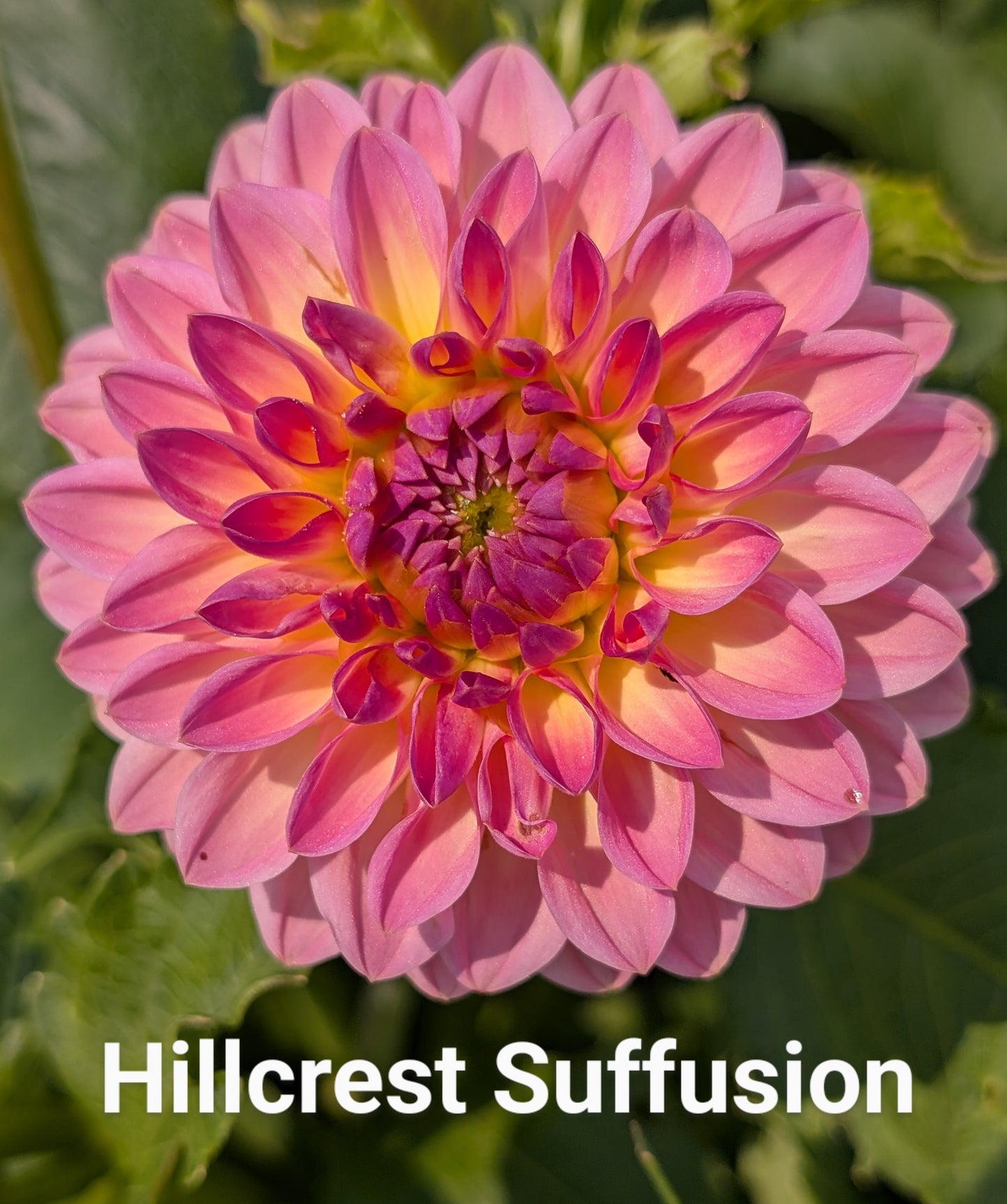Hillcrest Suffusion dahlia tuber