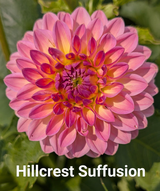 Hillcrest Suffusion dahlia tuber