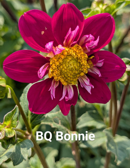 Bloomquist Bonnie dahlia tuber