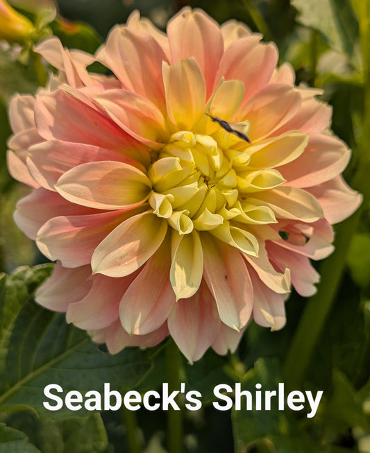 Seabeck's Shirley dahlia tuber