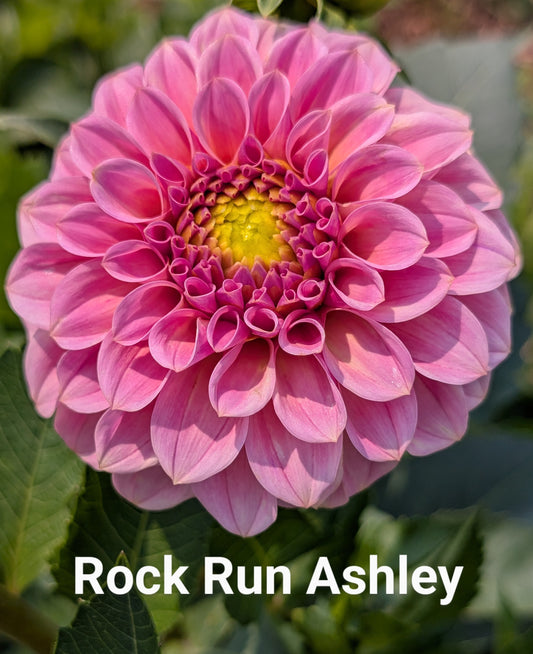Rock Run Ashley dahlia tuber