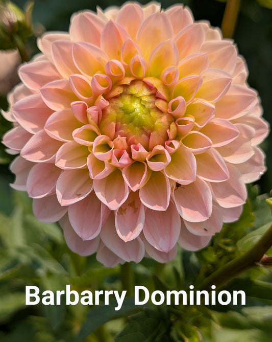 Barbarry Dominion dahlia tuber